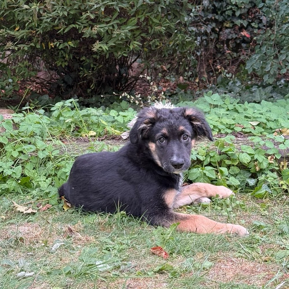 Hundetreffen-Welpen Treffen. Gassi Runde.-Profilbild