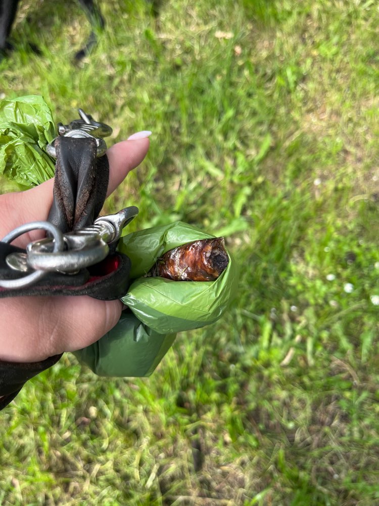 Giftköder-Vermutlich Giftköder-Profilbild