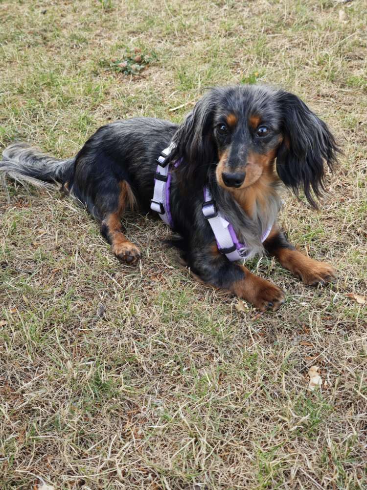 Hundetreffen-Spieltreffen oder Gassirunde-Profilbild