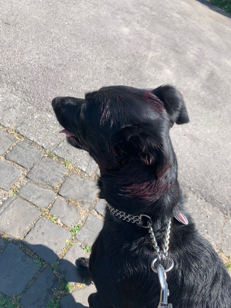 Giftköder-Hundehalter mit aggressivem Viszla-Profilbild
