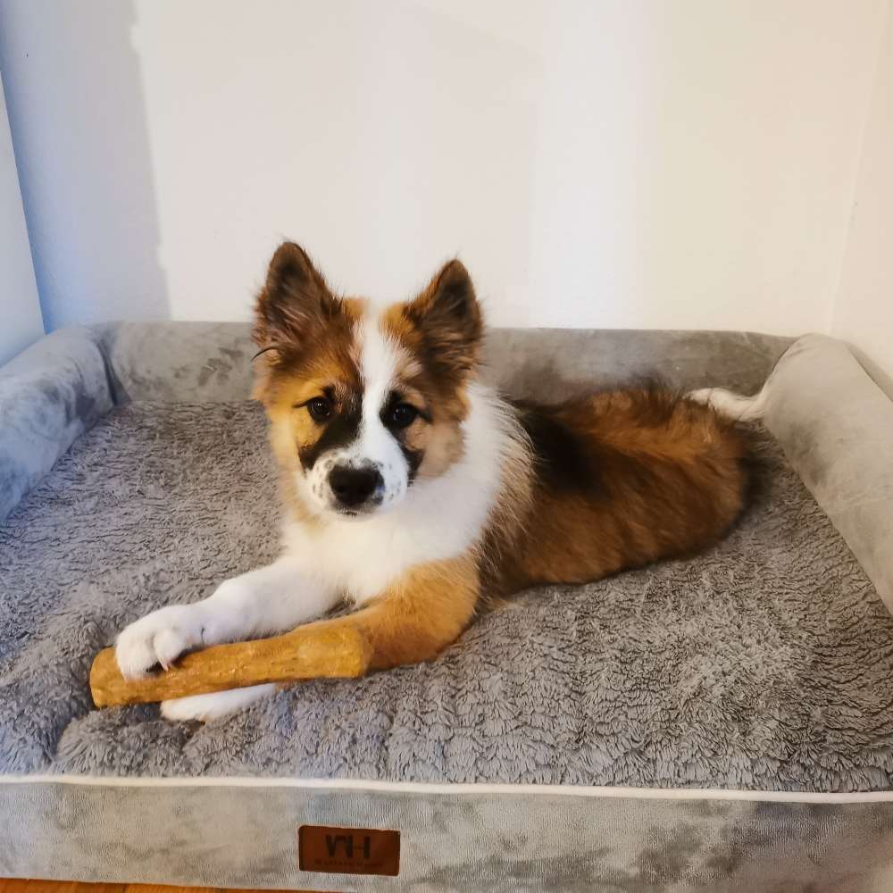 Hundetreffen-Spielgefährte gesucht-Profilbild