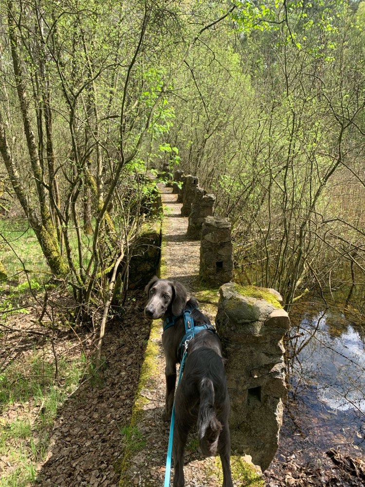 Hundetreffen-Gassirunden/Spieletreff-Profilbild