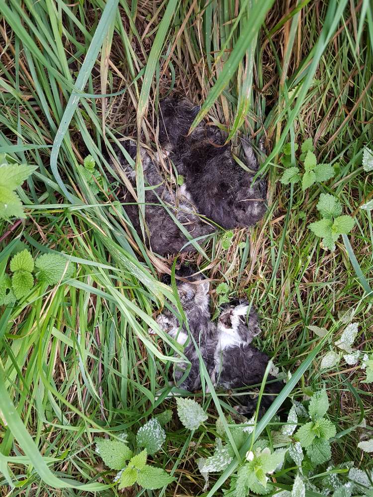 Giftköder-Vier tote Katzenbabys-Profilbild
