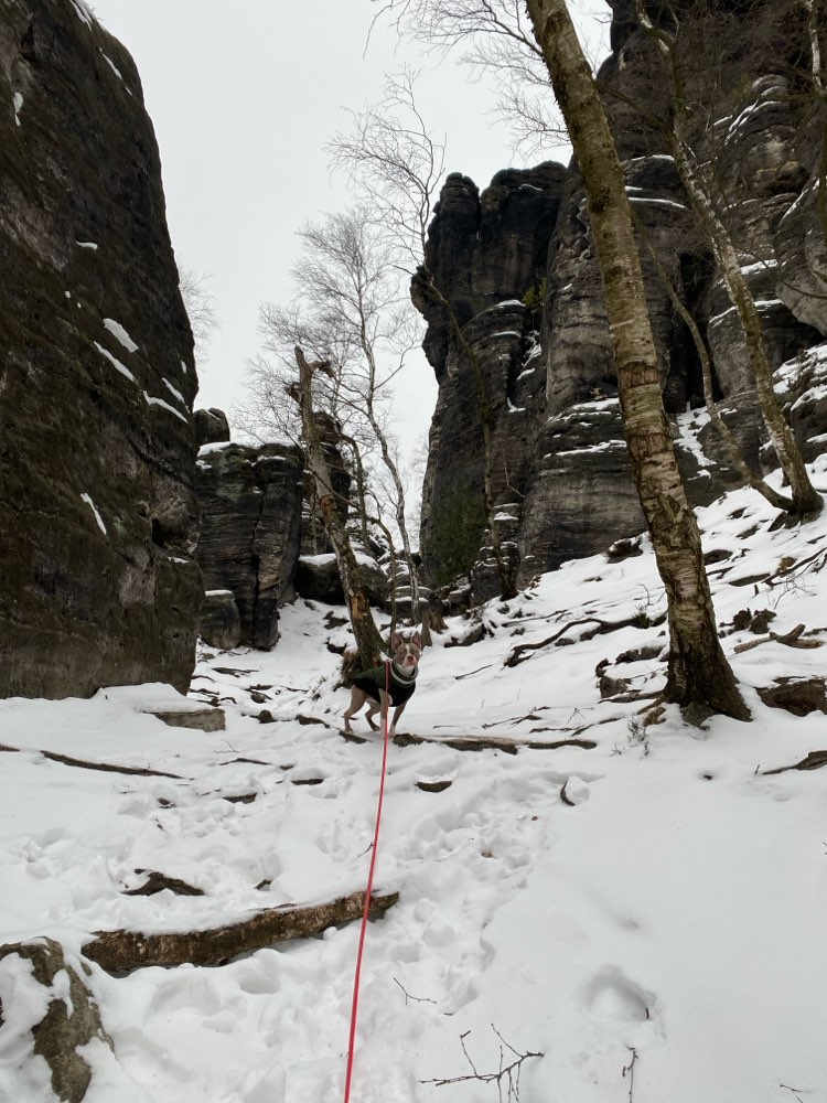 Hundetreffen-Spielstunde und Social Walks Wendland-Profilbild