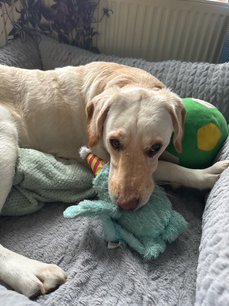 Hundetreffen-Trainingspartner gesucht-Profilbild