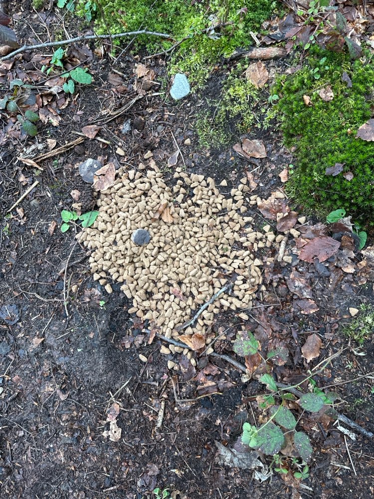 Giftköder-Hundefutter-Profilbild