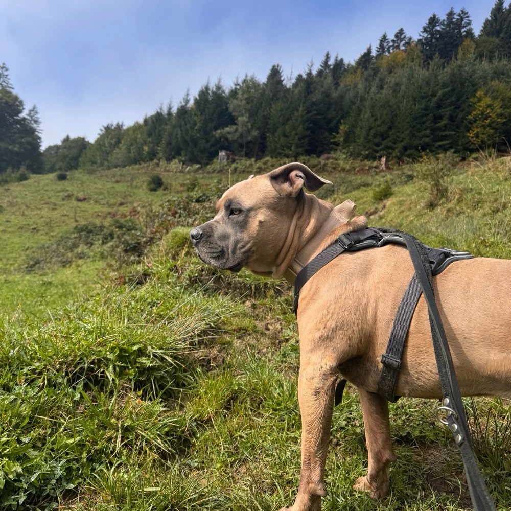 Hundetreffen-Gerne mit einem souveränen Hund zusammen zu spazieren.😄-Profilbild