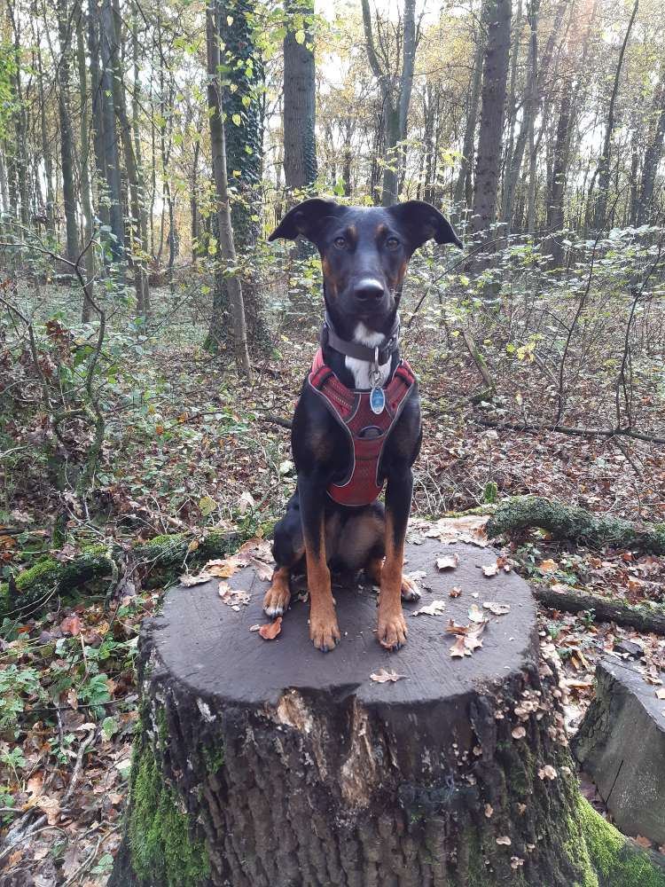Hundetreffen-Sozial  Walk / Spazierengehen-Profilbild