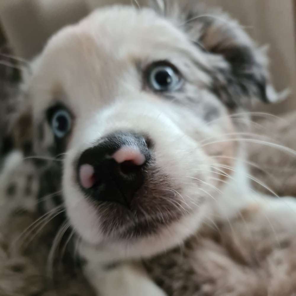 Hundetreffen-Gassirunden mit Spiel und Training rund um Bassenheim-Profilbild