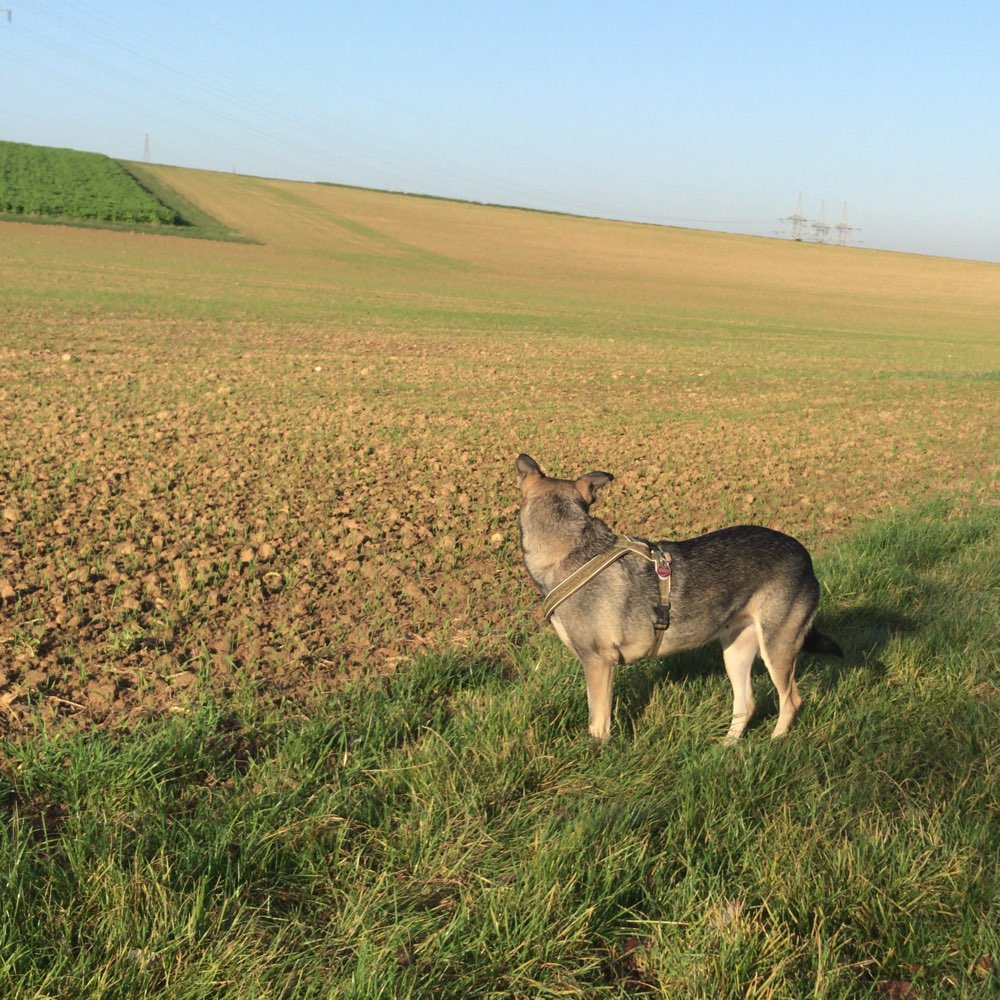 Hundetreffen-Leingartens Hunde!-Profilbild