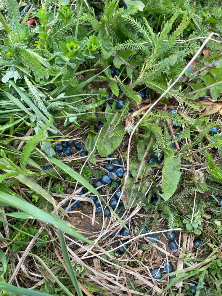 Giftköder-Gift?!-Profilbild