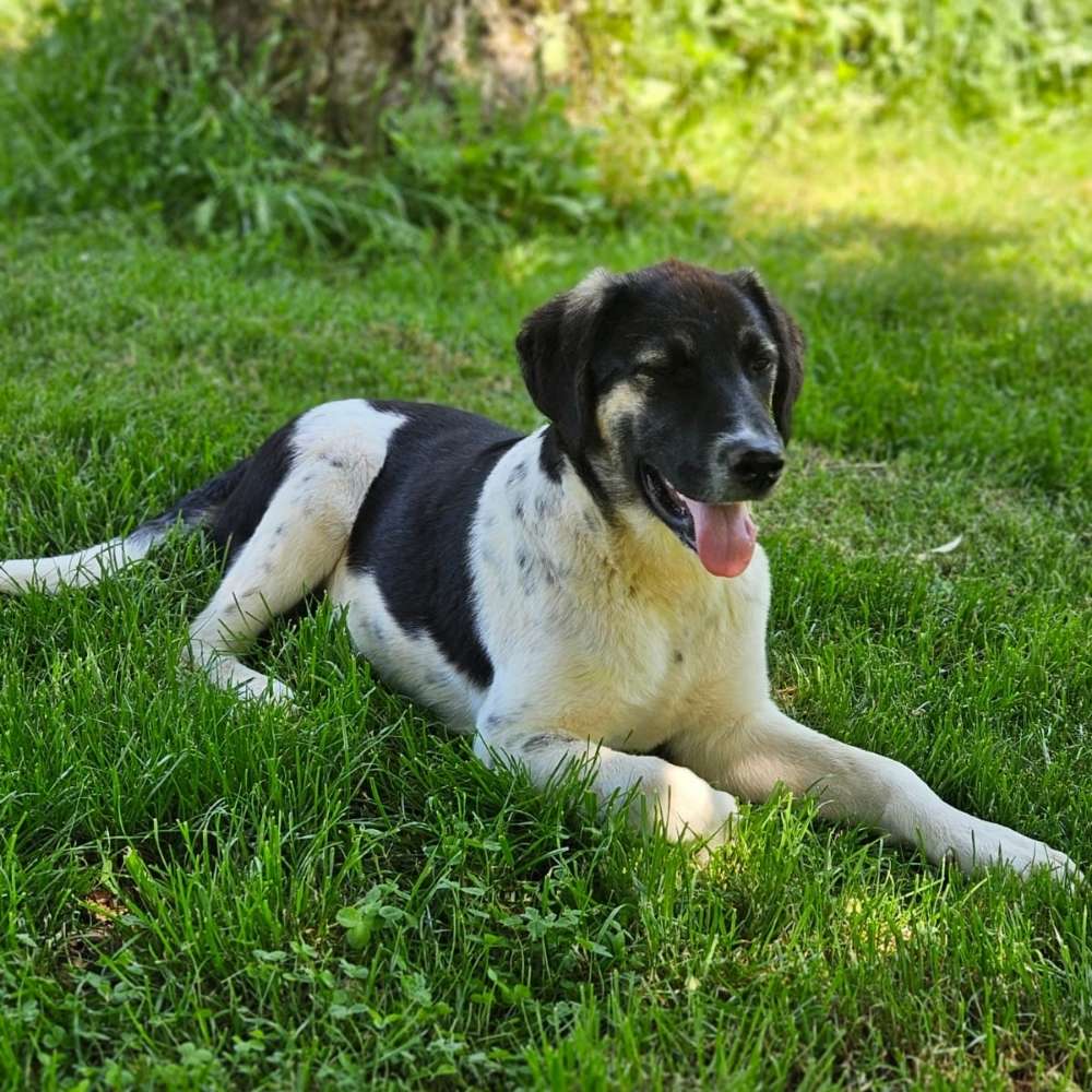 Hundetreffen-Spiel und Gassirunde mit Hunden-Profilbild