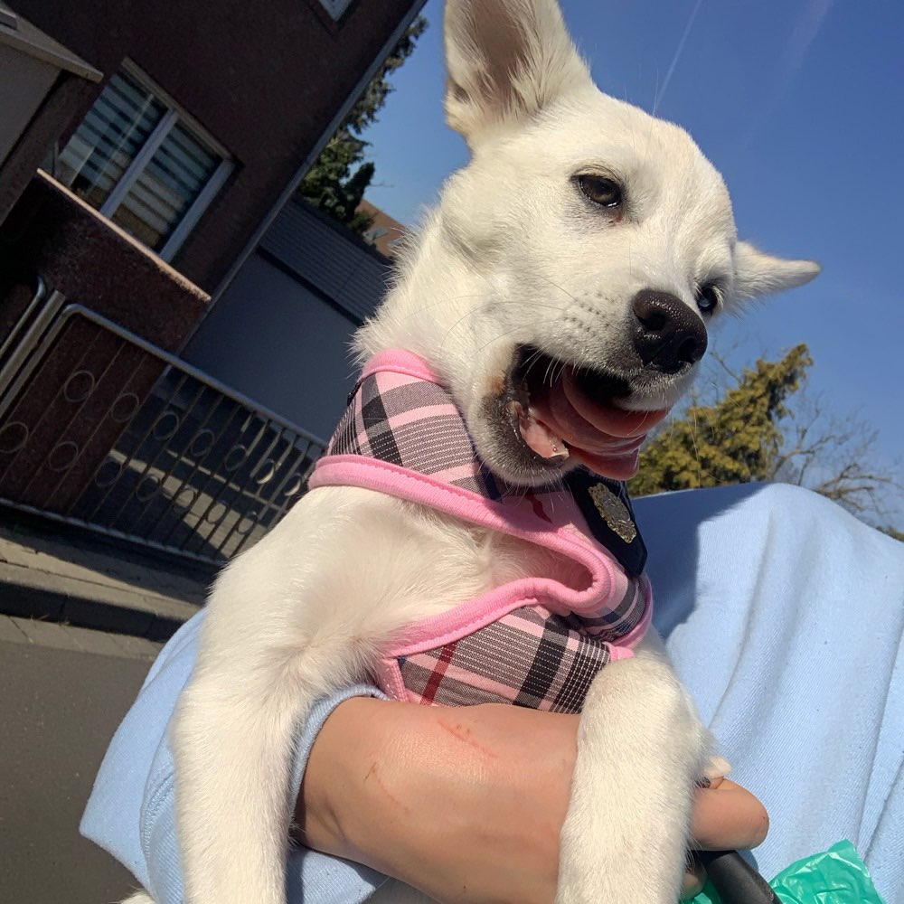 Hundetreffen-Junghundetreffen in Krefeld-Profilbild