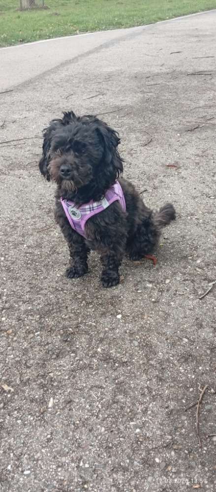 Hundetreffen-Klein Hund Treff-Profilbild