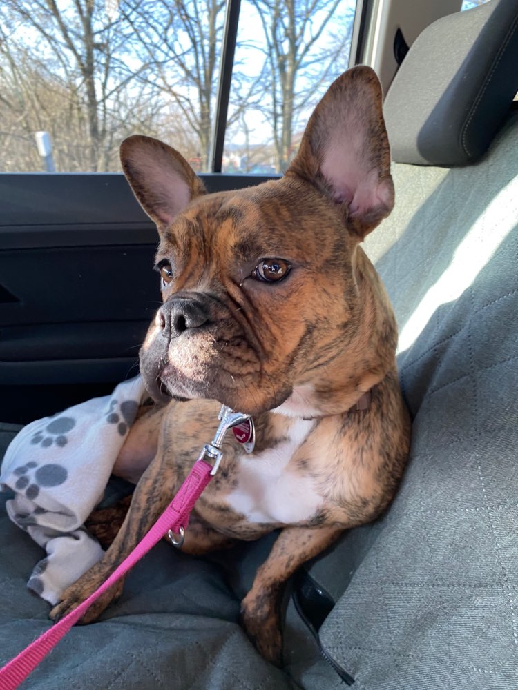 Hundetreffen-Spielkameraden gesucht-Profilbild