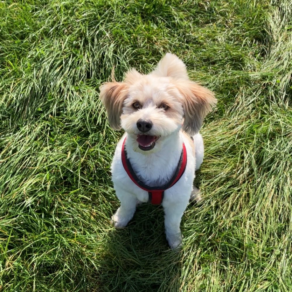 Hundetreffen-Gassirunden/ Social Walks/ Spielgefährte-Profilbild