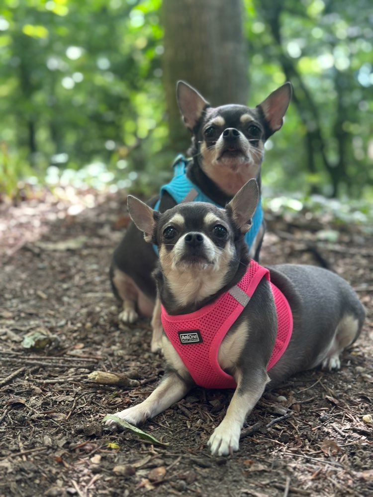 Hundetreffen-Kleine Hunde treffen?-Profilbild