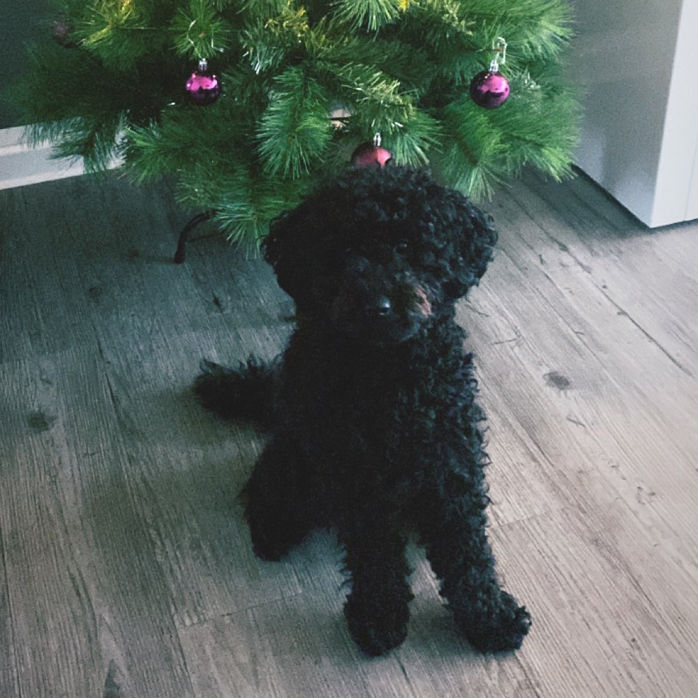 Hundetreffen-Gassi gehen und toben-Profilbild