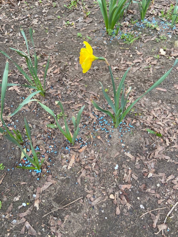 Giftköder-Blaukorn - Blaudünger-Profilbild