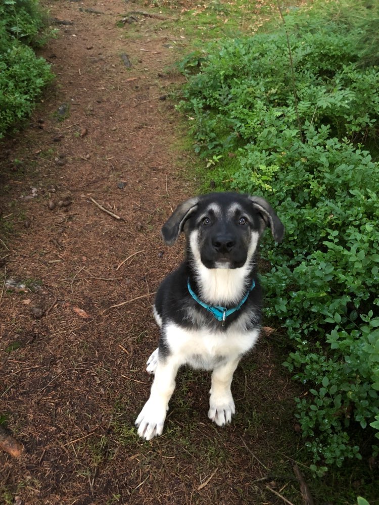 Hundetreffen-Welpen Spaziergang-Profilbild