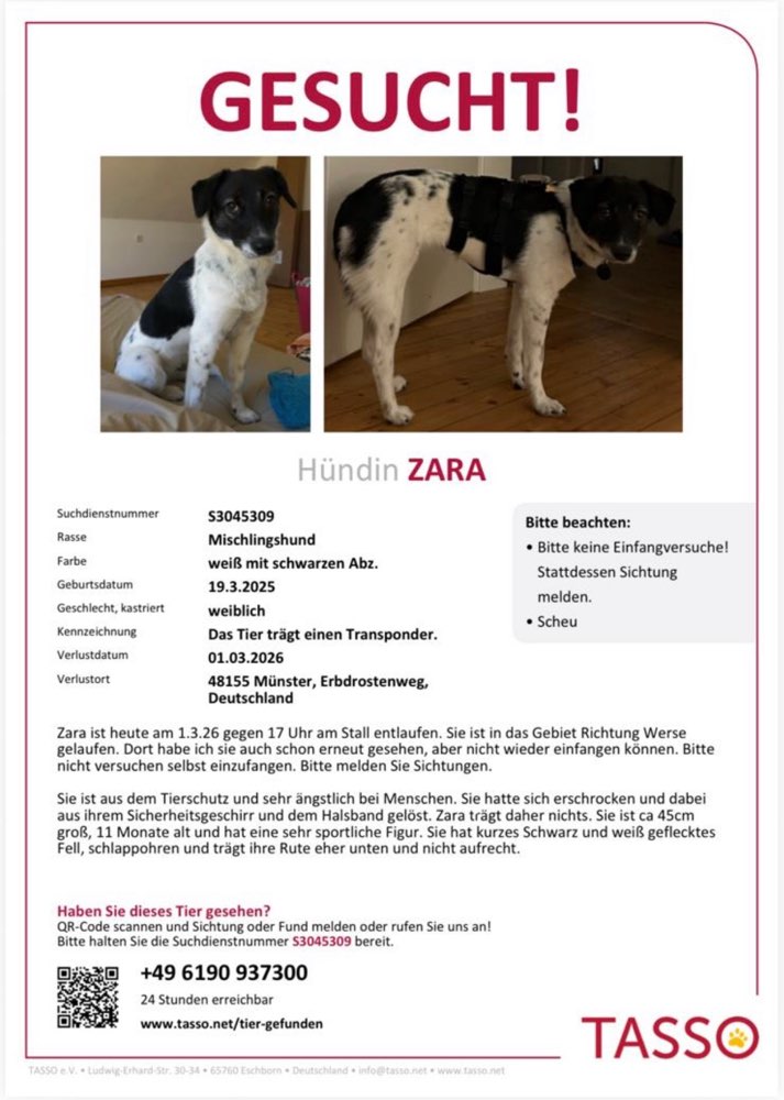 Suchmeldung-Zara-Profilbild