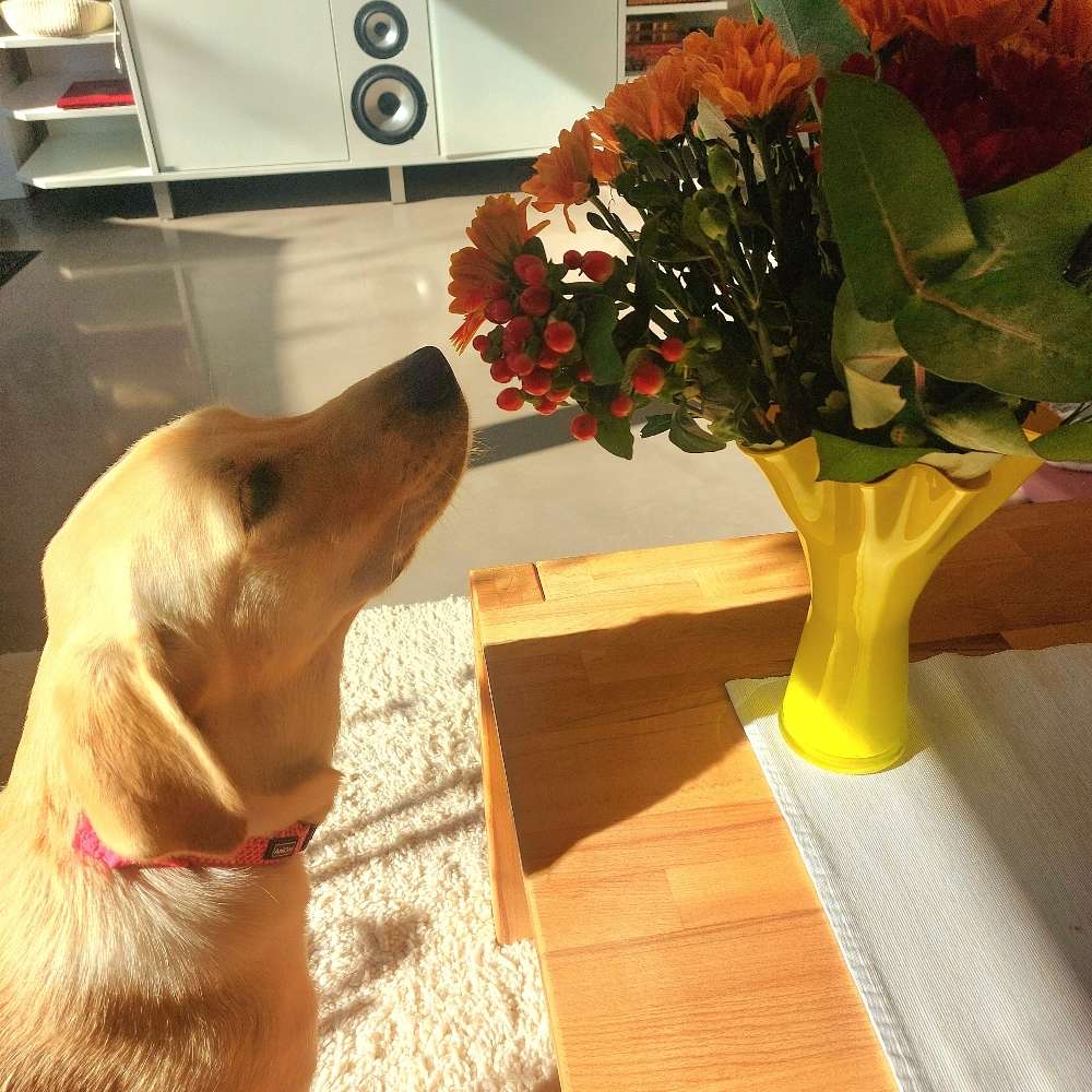 Hundetreffen-Gassibegleiter :-)-Profilbild