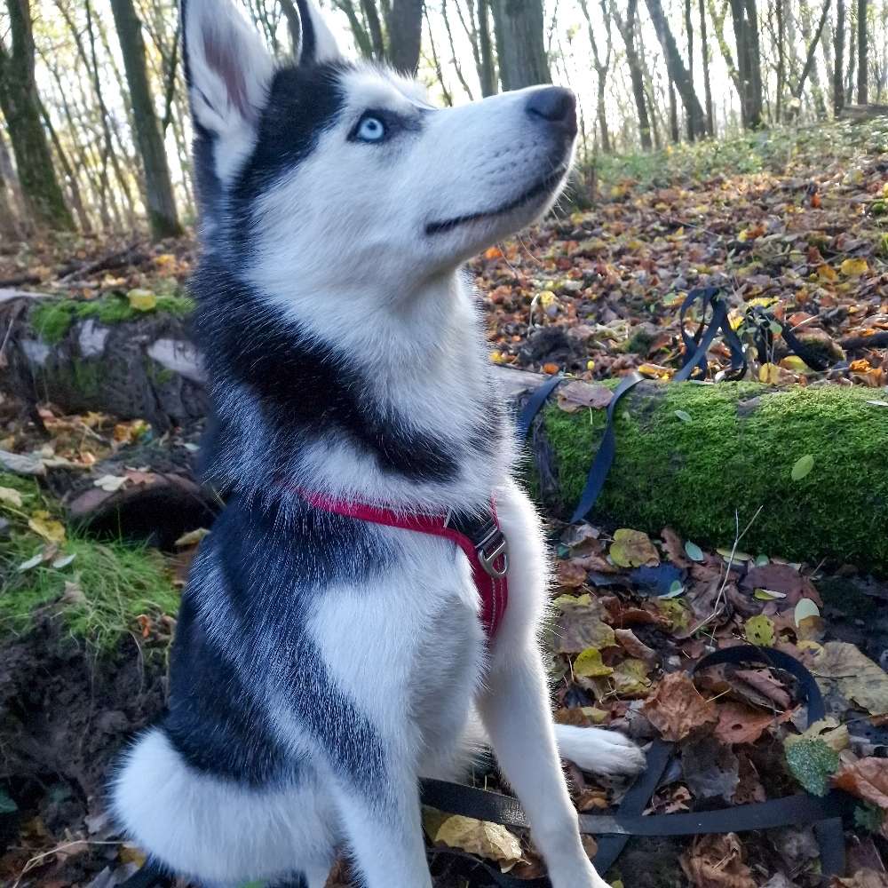 Hundetreffen-Spieltreffen auf der Hundewiese-Profilbild