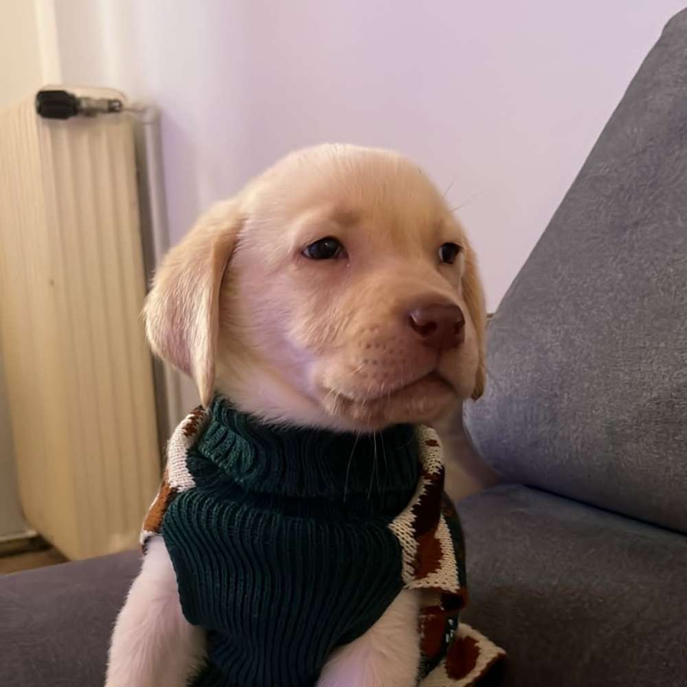 Hundetreffen-Welpentreffen 1110 Wien-Profilbild