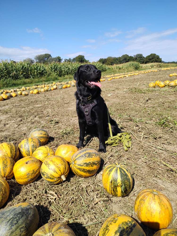 Hundetreffen-Spazieren, Spielen, Training-Profilbild