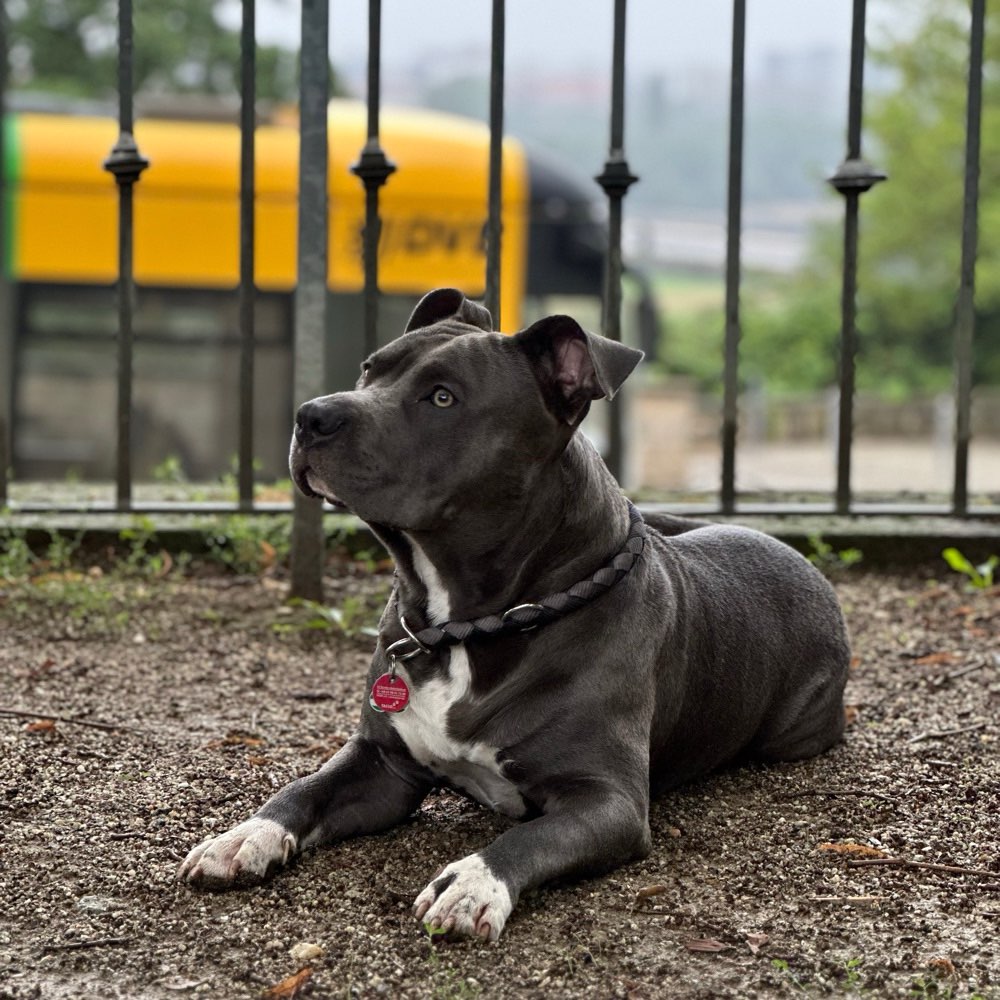 Hundetreffen-Staffys und Bullys gesucht :)-Profilbild