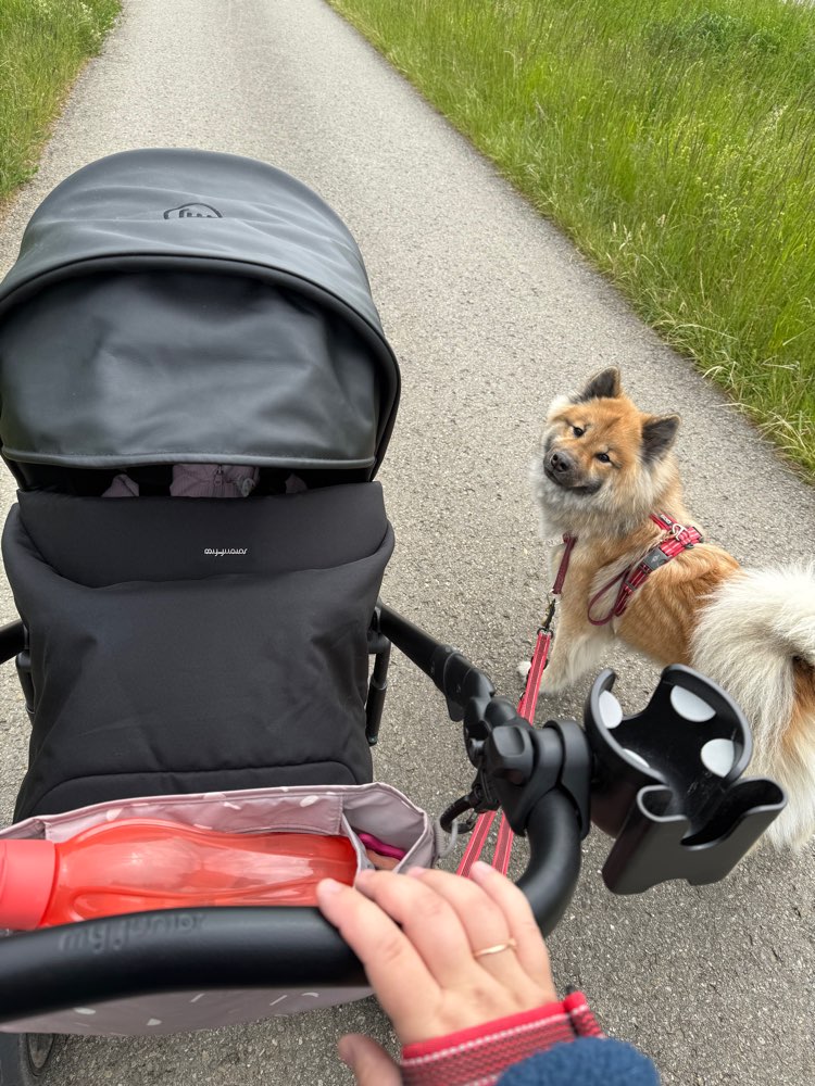 Hundetreffen-Gemeinsame Spaziergänge-Profilbild