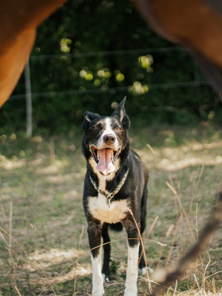 Hundetreffen-Kostenloses Portfolio-Shooting 🐾📸-Profilbild