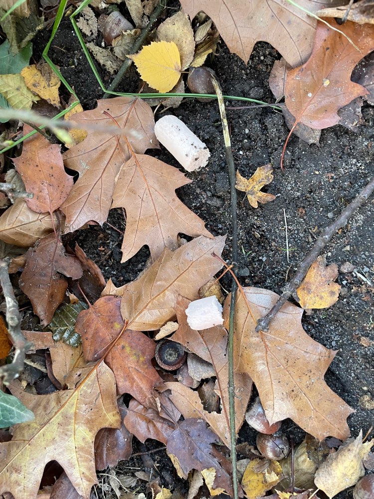 Giftköder-Möglicherweise Giftköder Maimoorweg-Profilbild