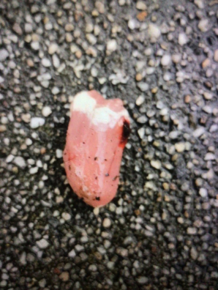 Giftköder-Hühnerherzen Essen/Borbeck-Profilbild