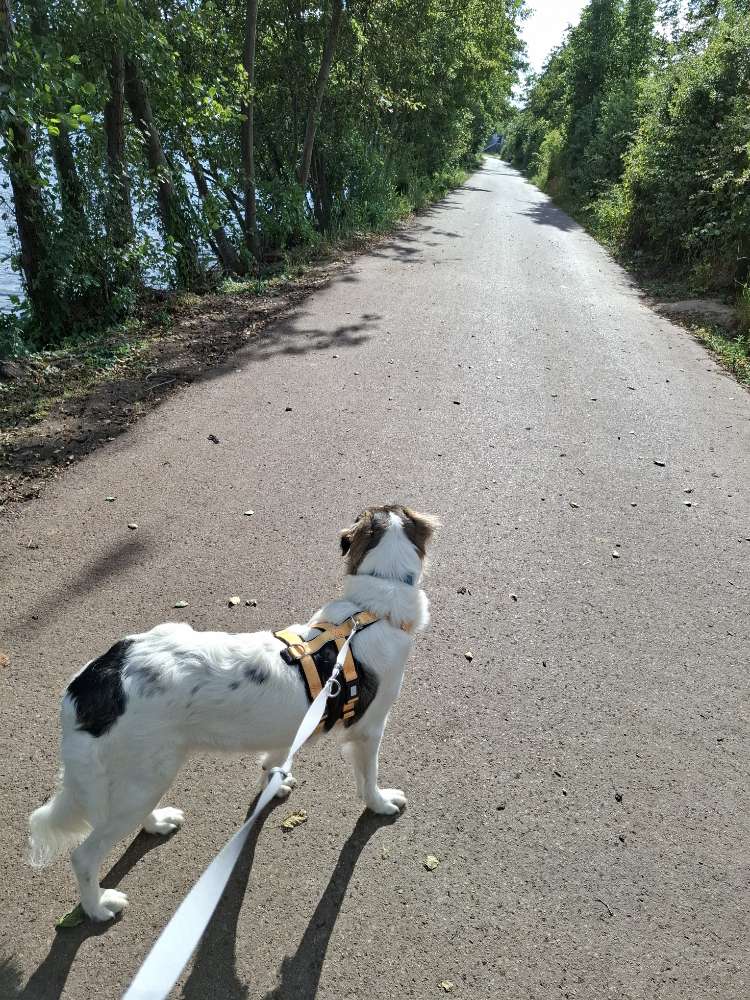 Hundetreffen-Spazieren-Profilbild