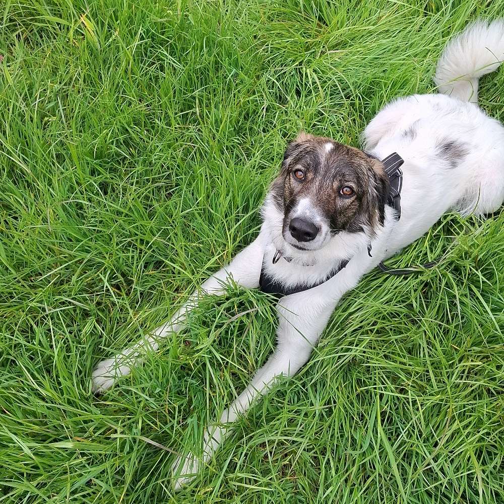 Hundetreffen-Spazieren-Profilbild
