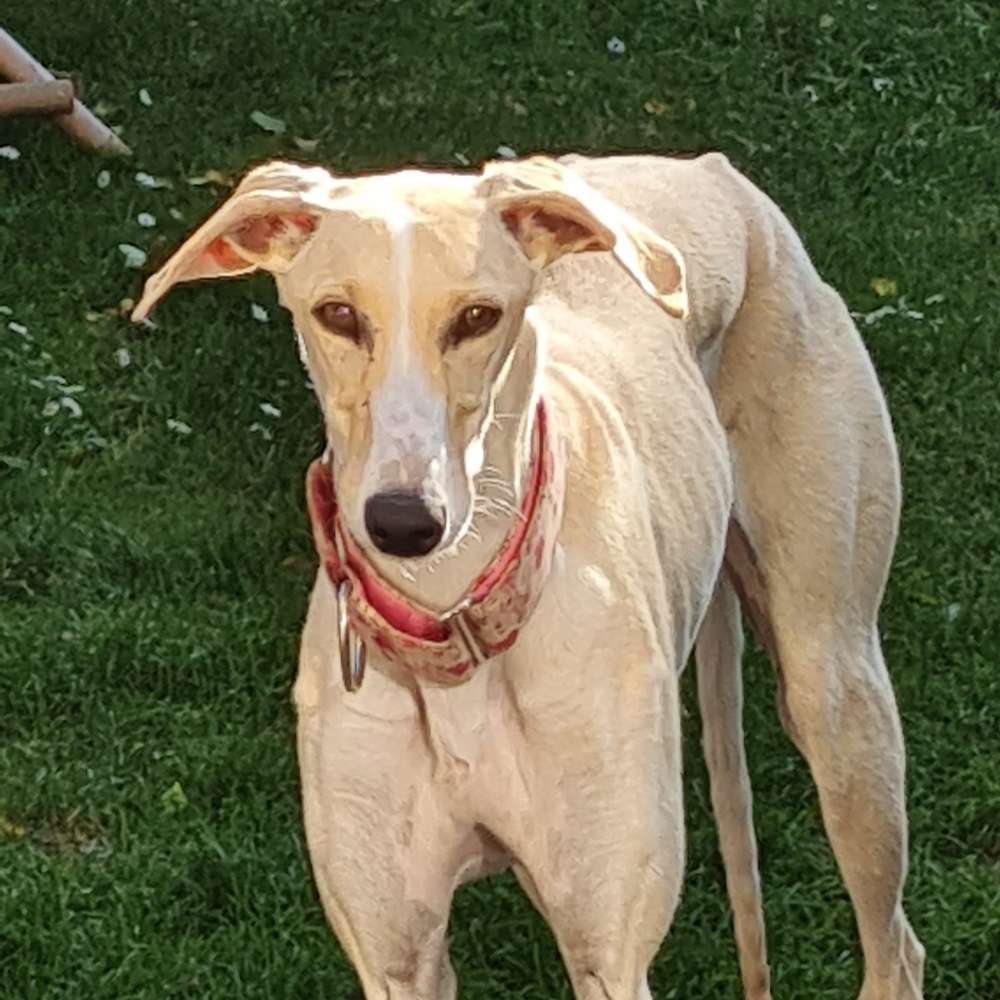 Hundetreffen-Junge Hunde / oder Windhunde jeder Art-Profilbild