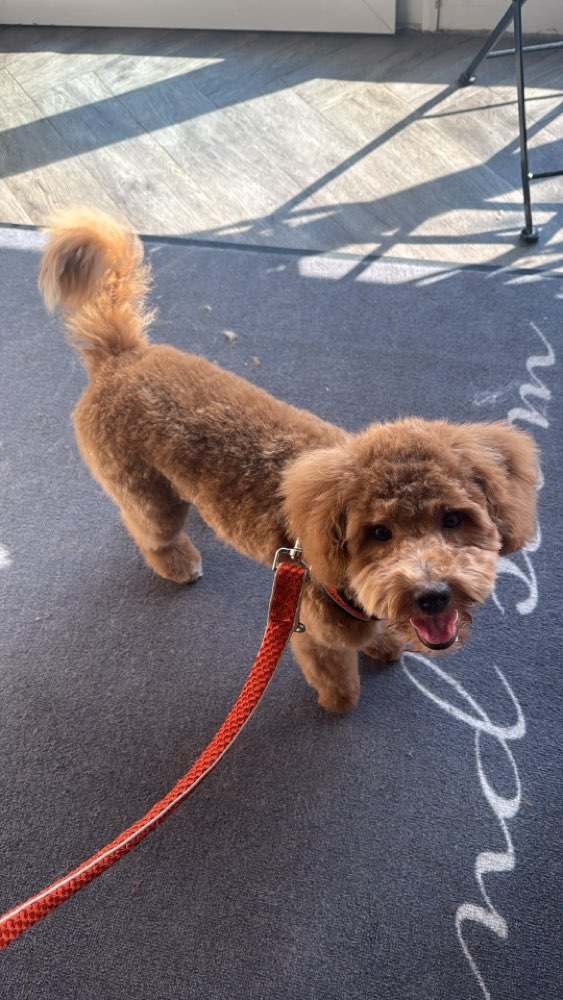Hundetreffen-Playdate / Gassirunde-Profilbild