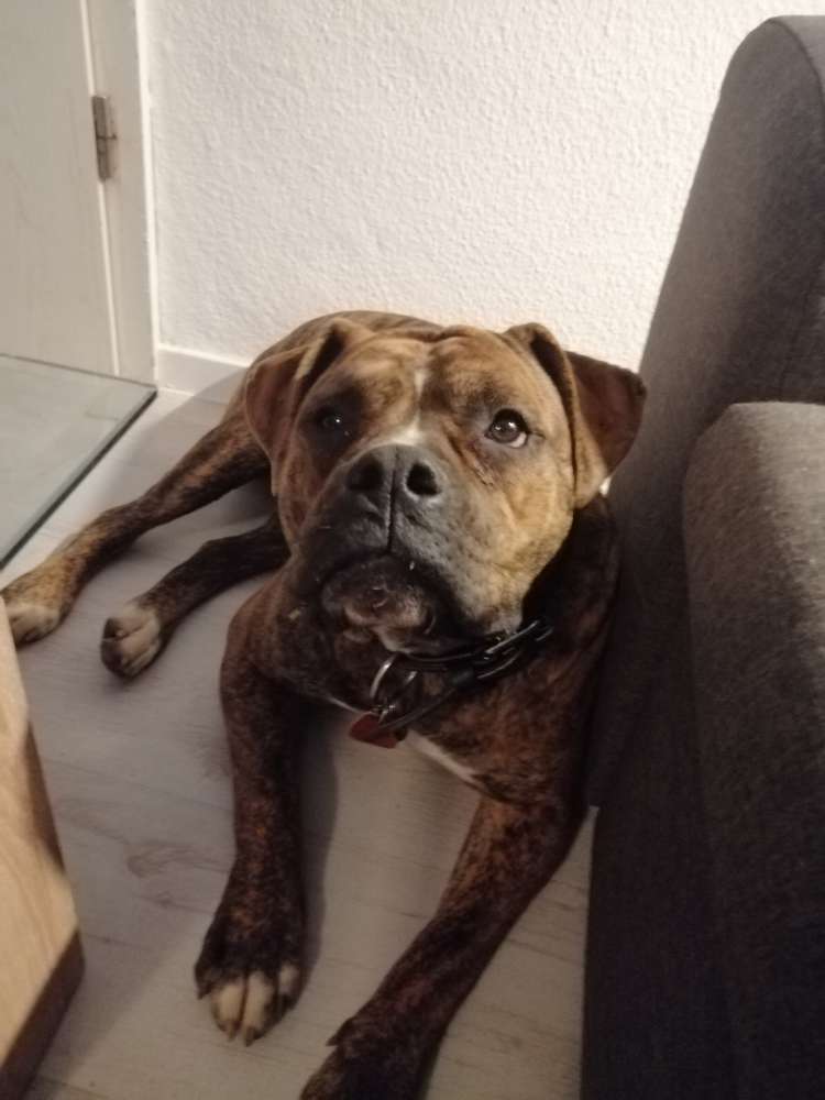 Hundetreffen-Spiel-und Toberunde 🐶-Profilbild