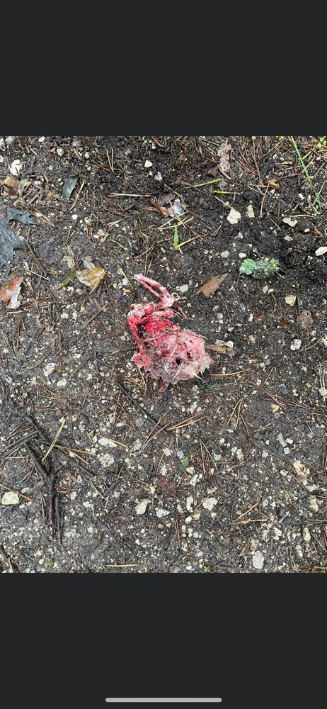 Giftköder-Geflügel zusammen genäht-Profilbild