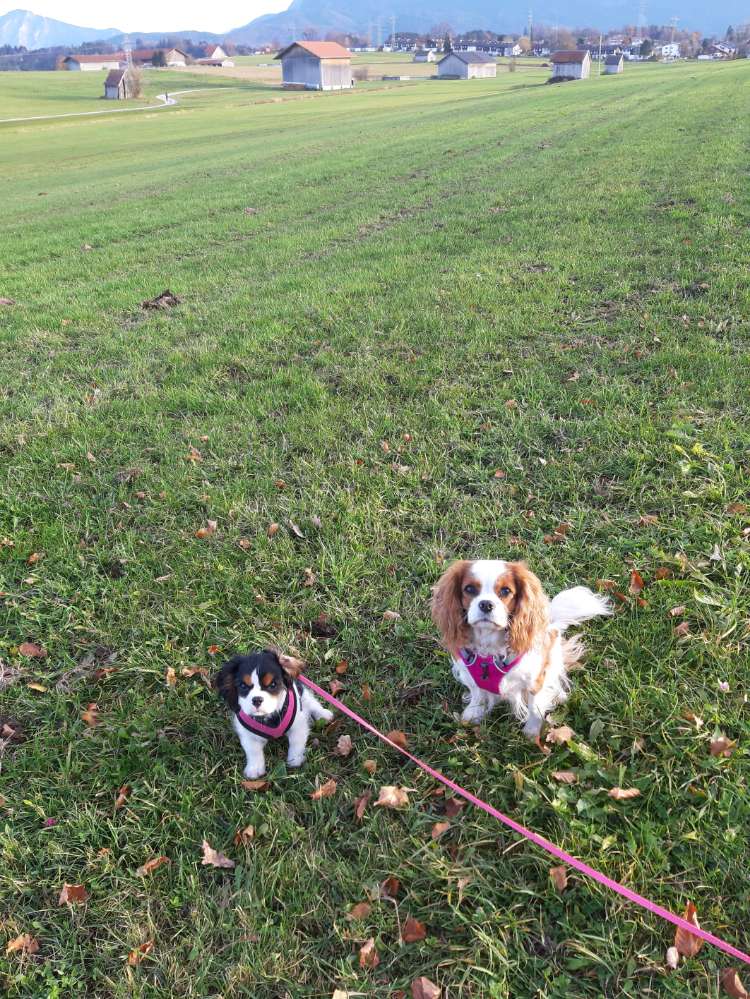 Hundetreffen-Welpentreffen in Murnau-Profilbild