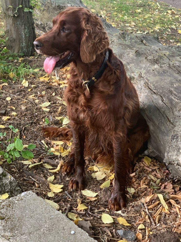 Hundetreffen-Spaziergang in Markkleeberg-Profilbild
