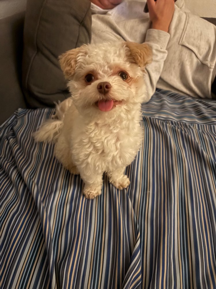 Hundetreffen-Spaziergang mit Mini Hund Friedrichshain-Profilbild