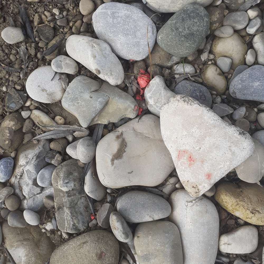 Giftköder-Eventuell Giftköder an der Isar-Profilbild