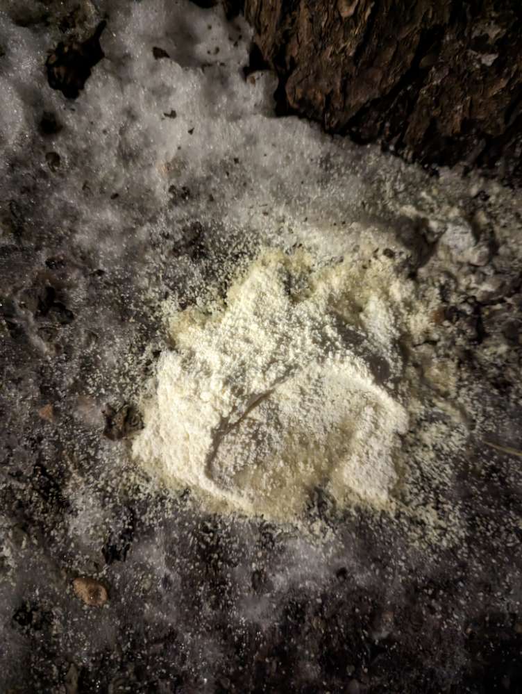 Giftköder-White powder / weißes Puder-Profilbild