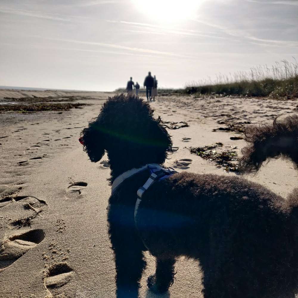 Hundetreffen-Nette Sozialkontakte gesucht 🍀-Profilbild