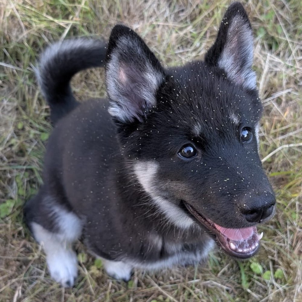 Hundetreffen-Hunde- und Welpentreff in Siegburg-Profilbild