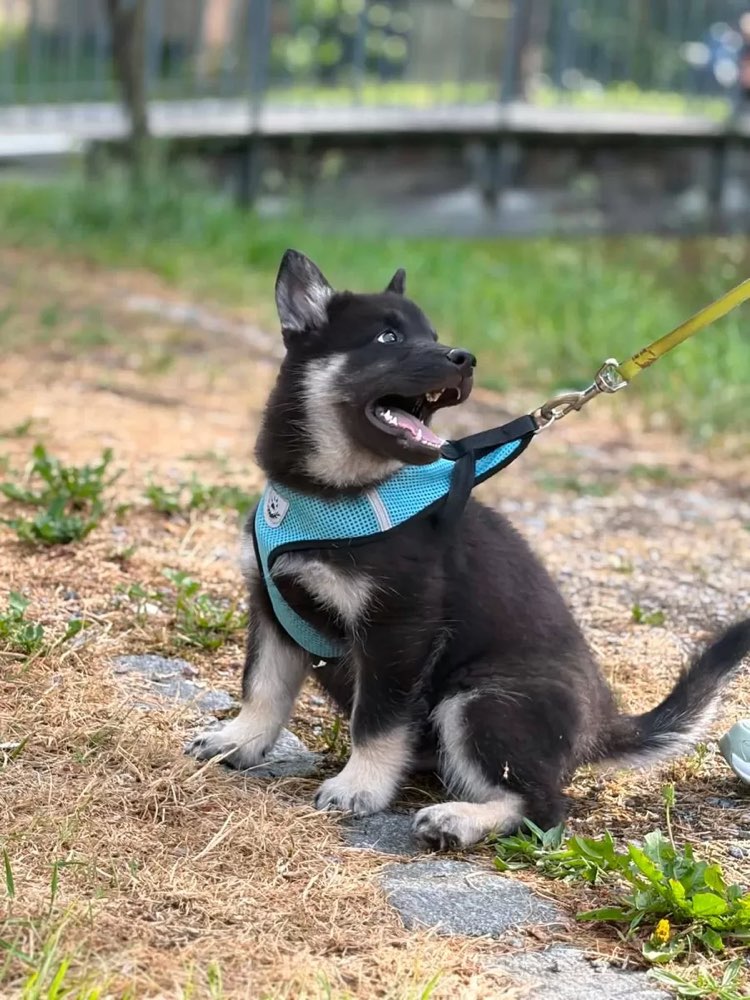 Hundetreffen-Hunde- und Welpentreff in Siegburg-Profilbild