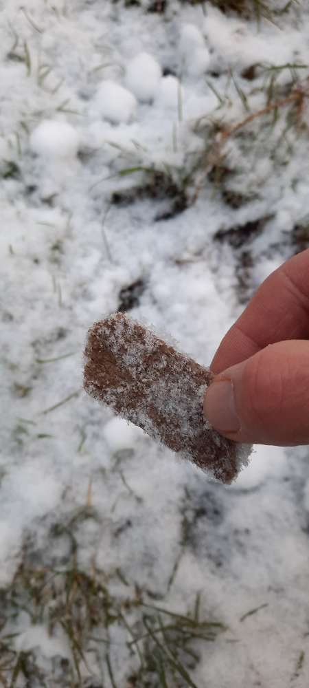 Giftköder-Giftköder-Profilbild