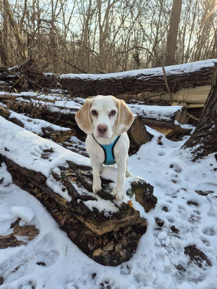 Hundetreffen-Gassifreunde-Profilbild
